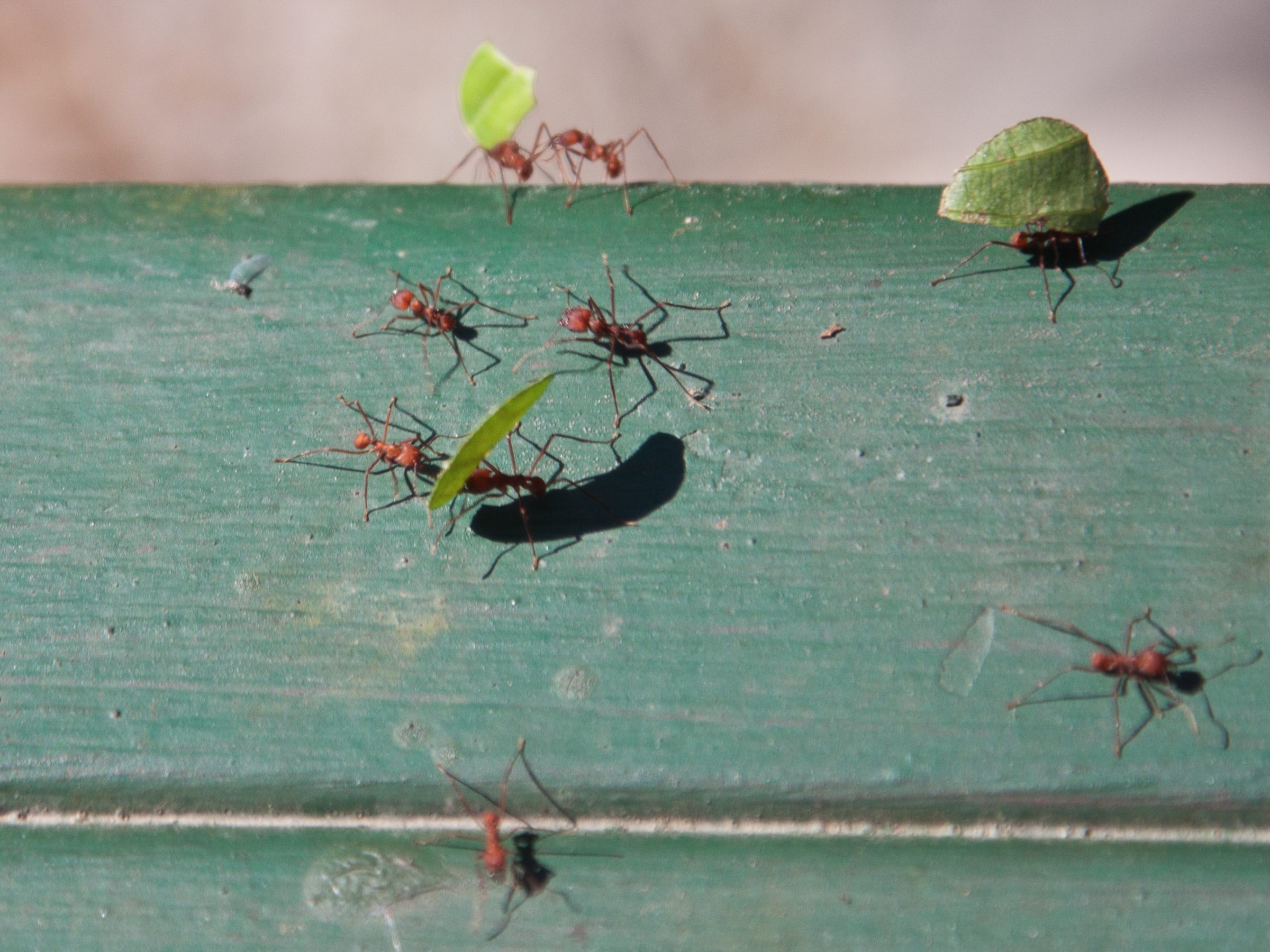 Leaf cutter ants in Panama